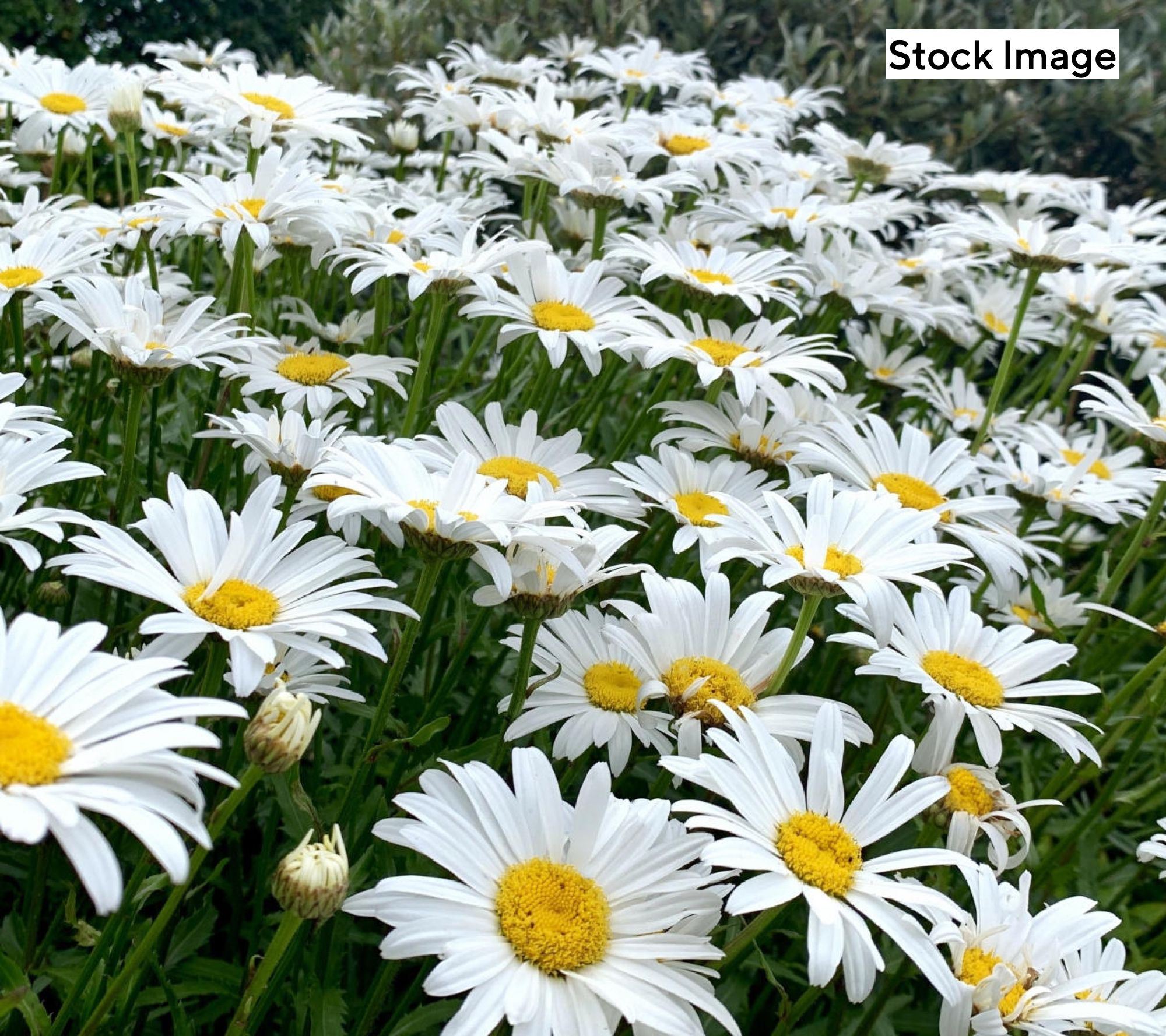 Cottage Farms 3-Piece Alaska Shasta Daisies Bareroots