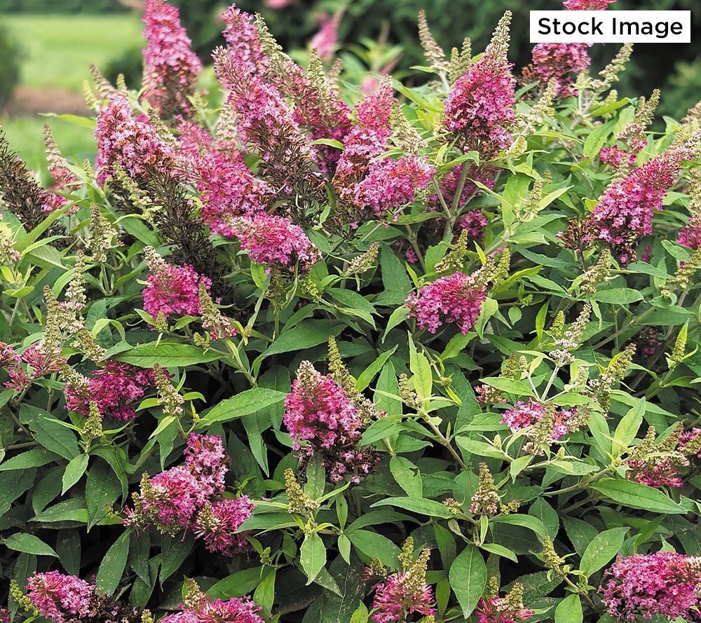 Cottage Farms 3Piece Dwarf_Dapper Butterfly Bushes