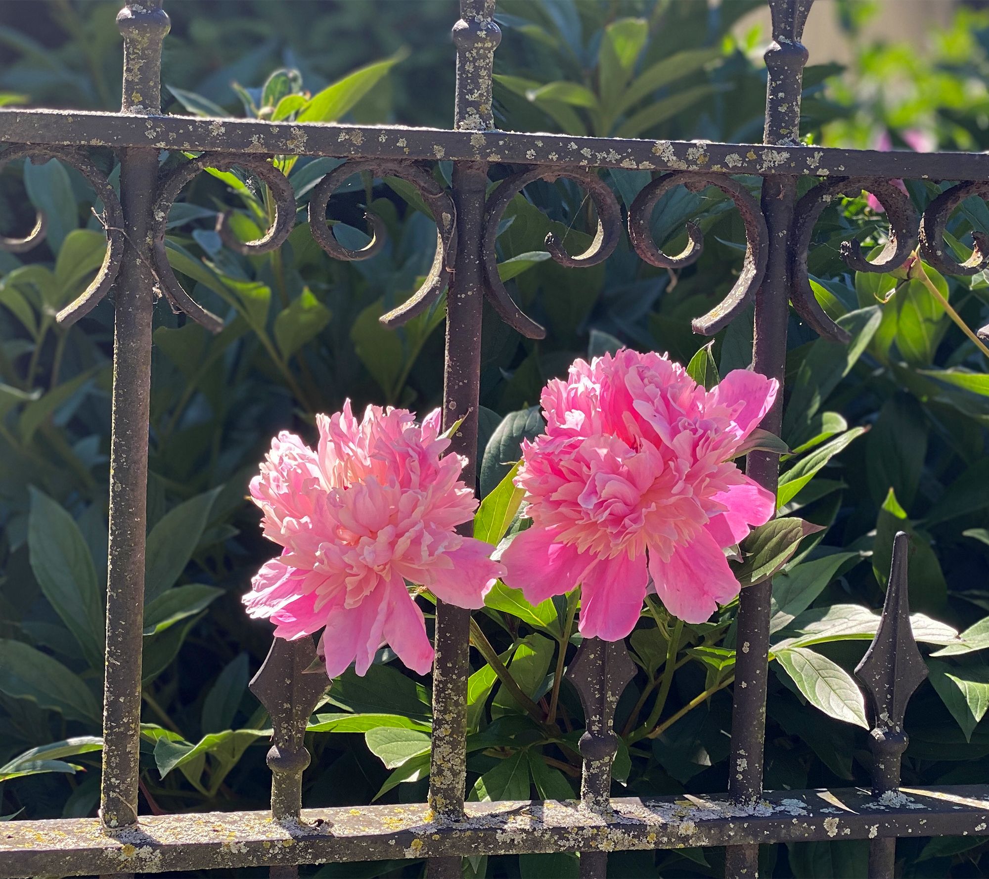 Roberta's 2pc Fragrant & Magical Peony Live Plant