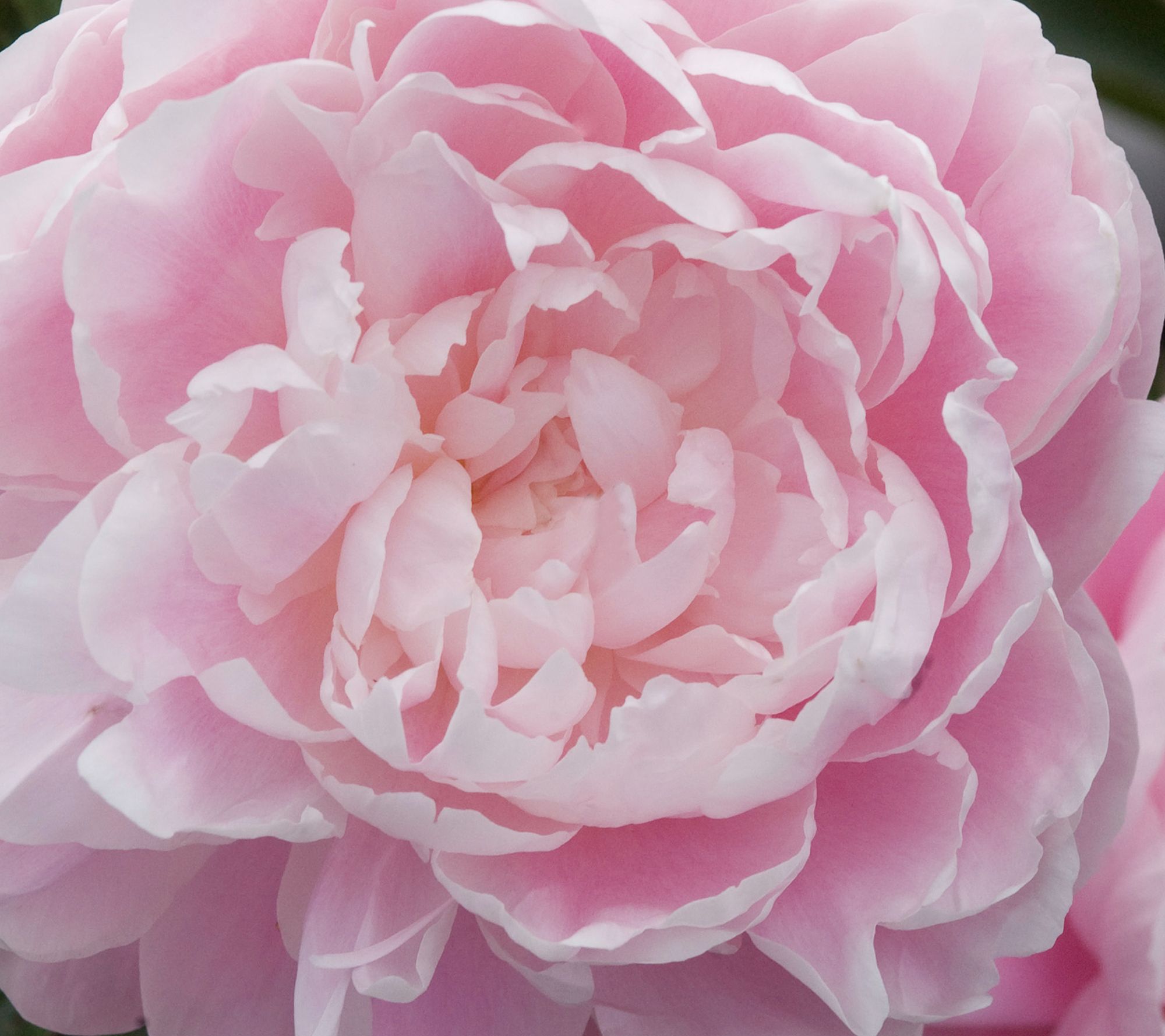 Roberta's 2pc Fragrant & Magical Peony Live Plant
