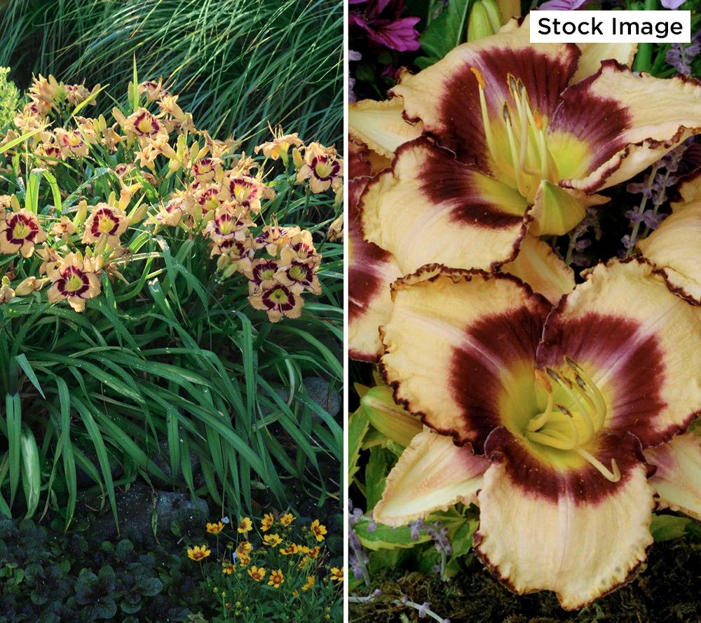 Cottage Farms 3-Piece Eye on America Daylillies Bareroots