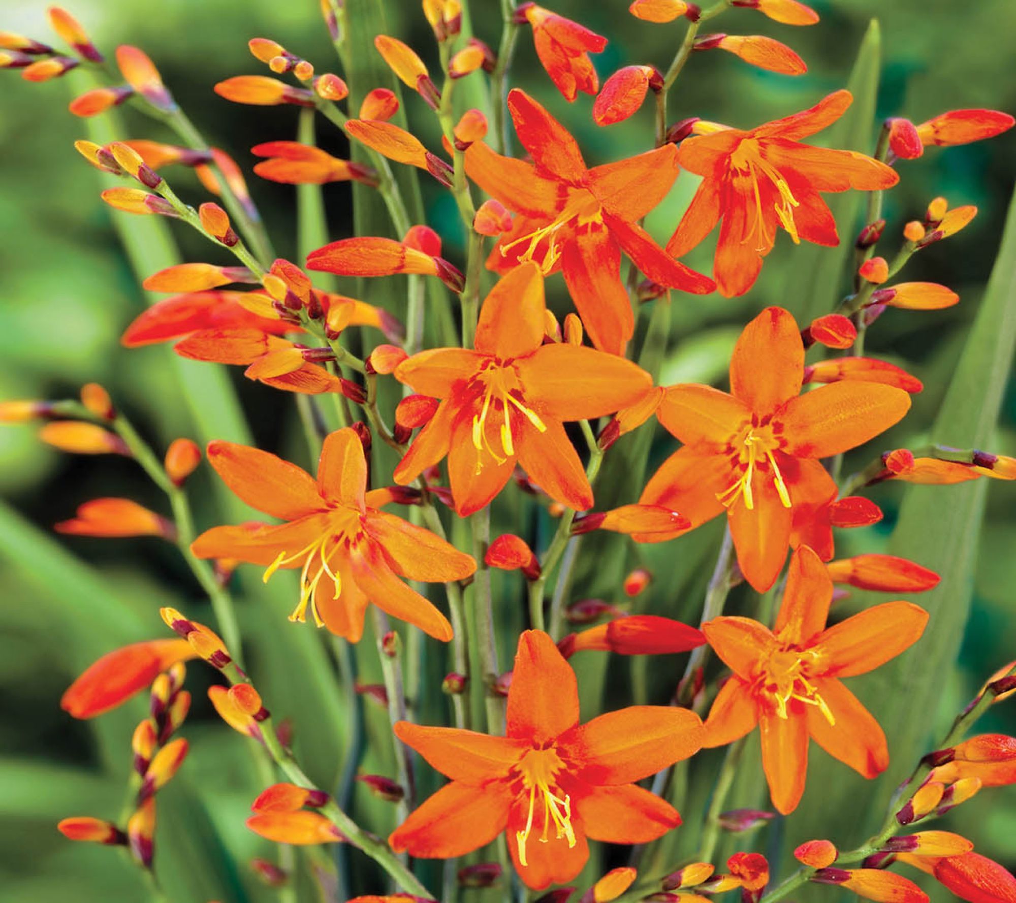 Ships 3/30/26 De Jager 24pc Large Flowering Crocosmia Live Corms