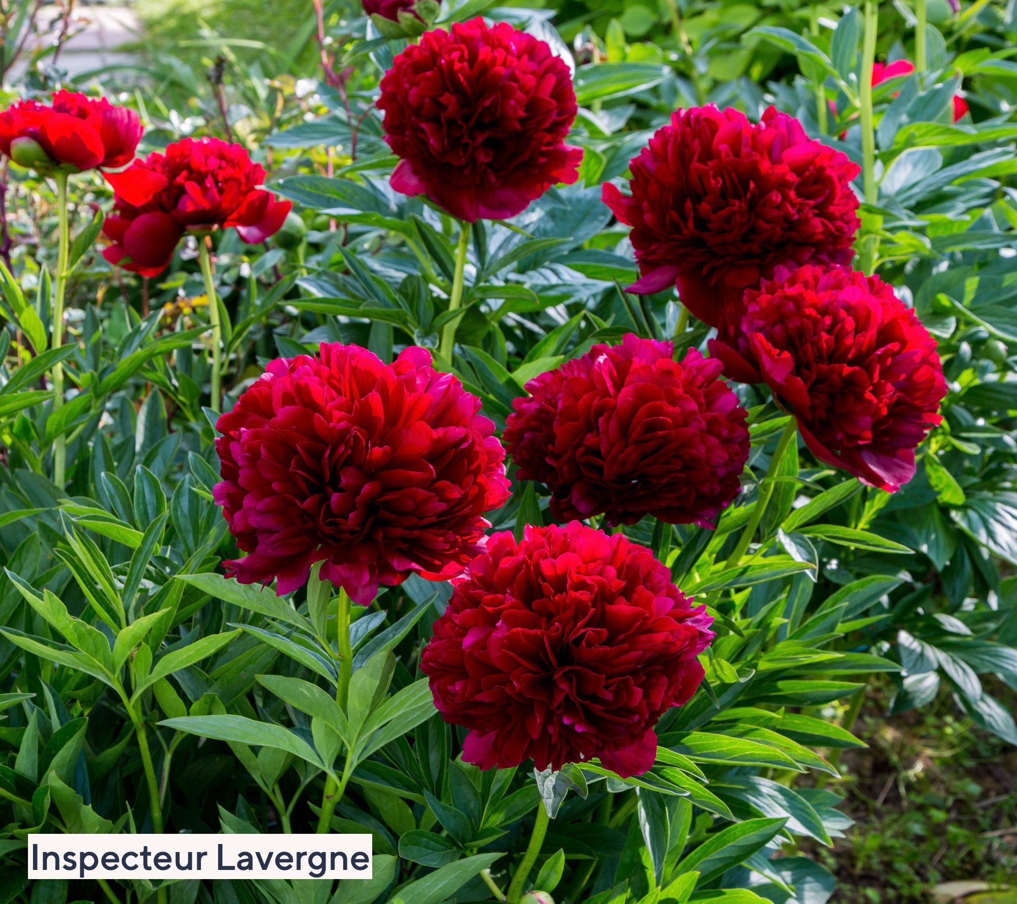 Roberta's 2pc Fragrant and Colorful Peony Bareroots