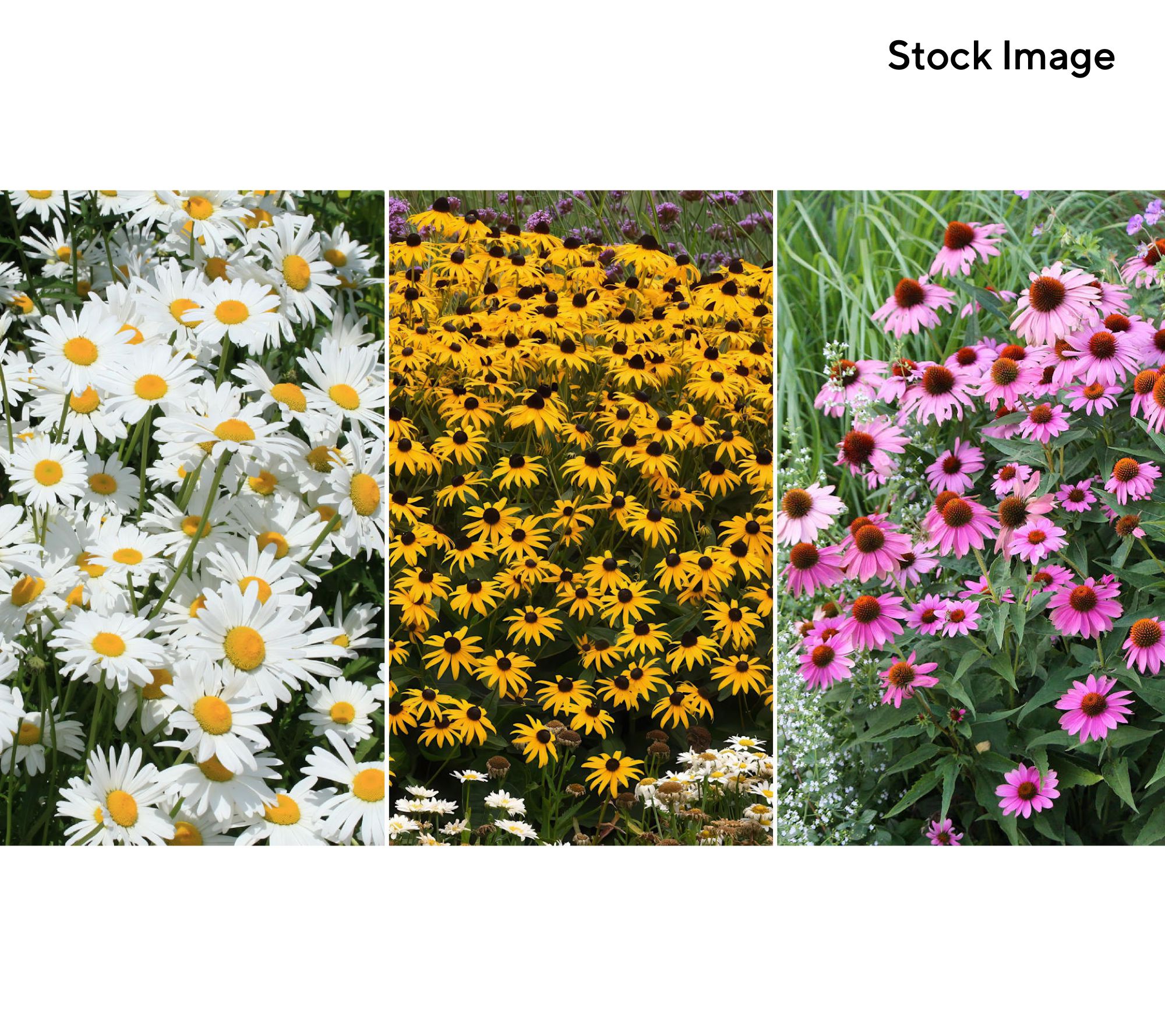 Cottage Farms 3-Piece Crazy Daisies Bareroots