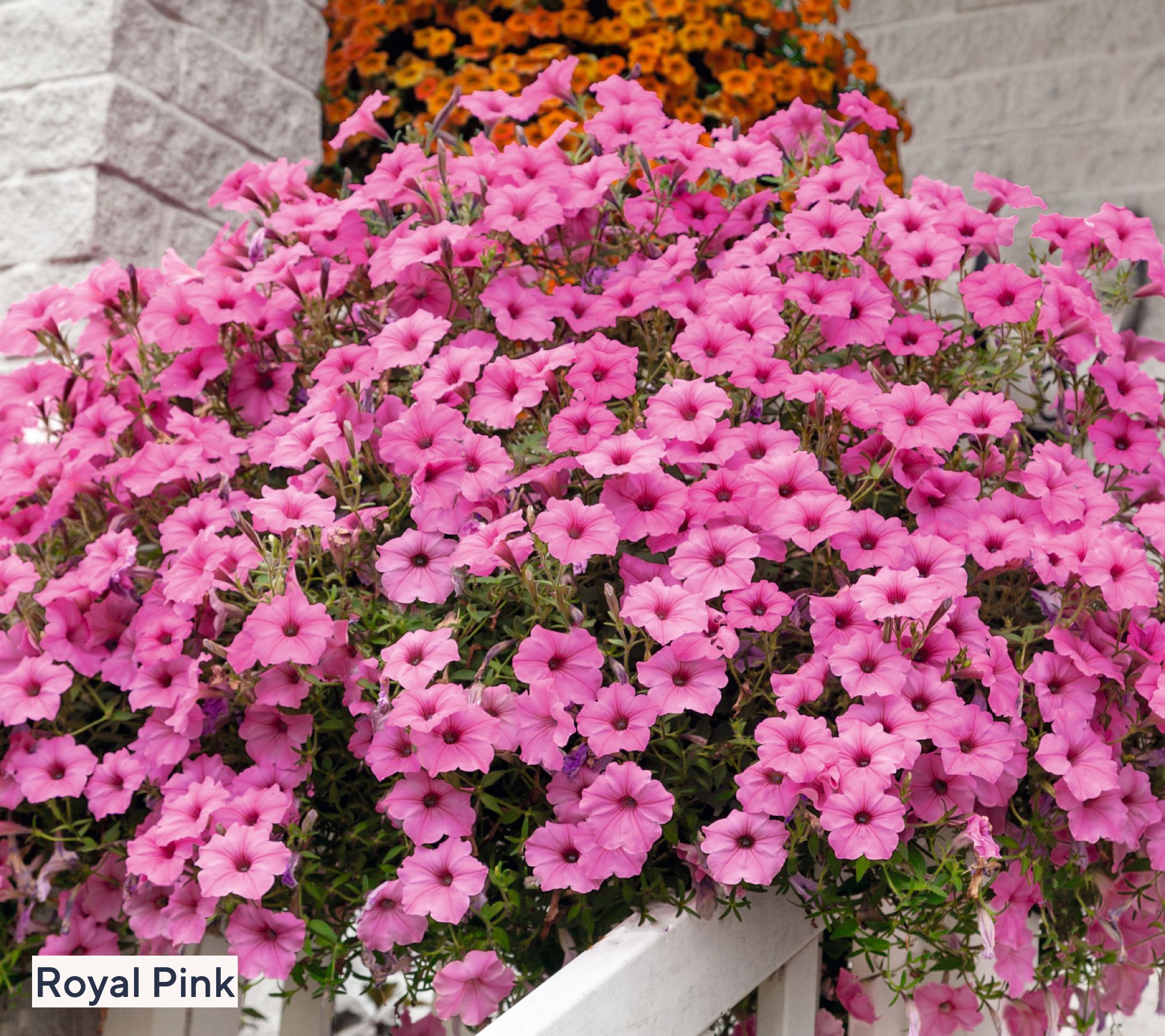 Roberta's `6-Piece Durabloom Series Petunia Live Plants