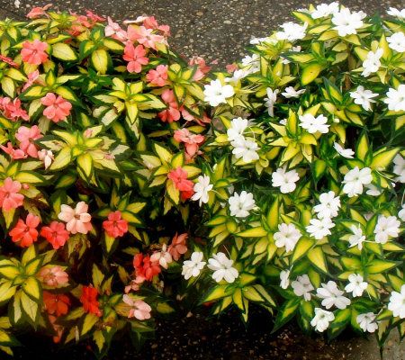 Cottage Farms 6 Piece Compact Viva Sunpatiens Collection Page 1