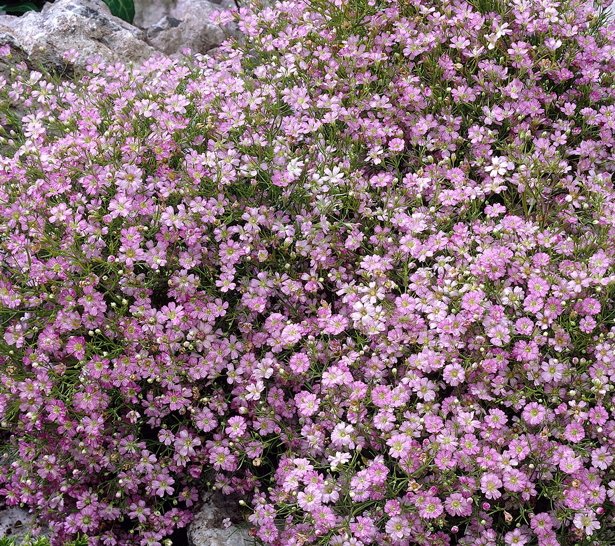 Barbara King 4-Piece Long Lasting Baby's Breath Live Plants