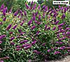 Cottage Farms 3-Piece Showtime Butterfly Bushes, 1 of 6