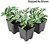 Cottage Farms 3-Piece Showtime Butterfly Bushes, 6 of 6
