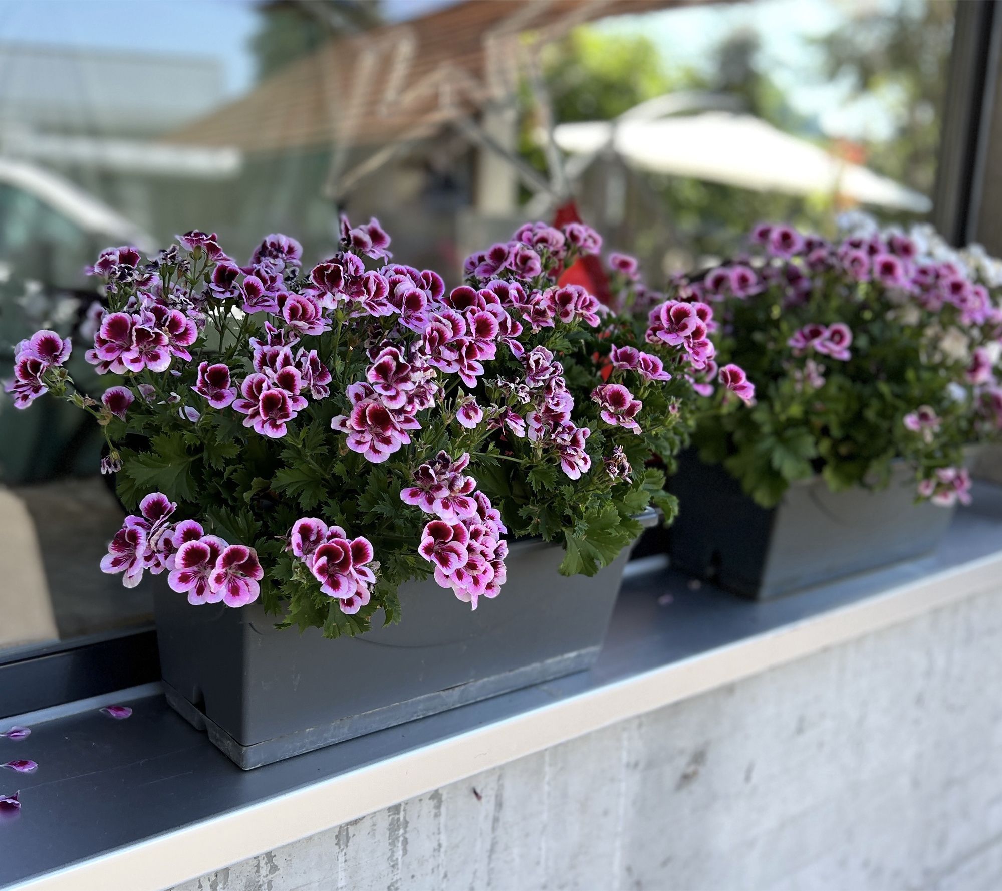 Roberta's 6pc Mosquitaway Eva Citronella Geranium Live Plant