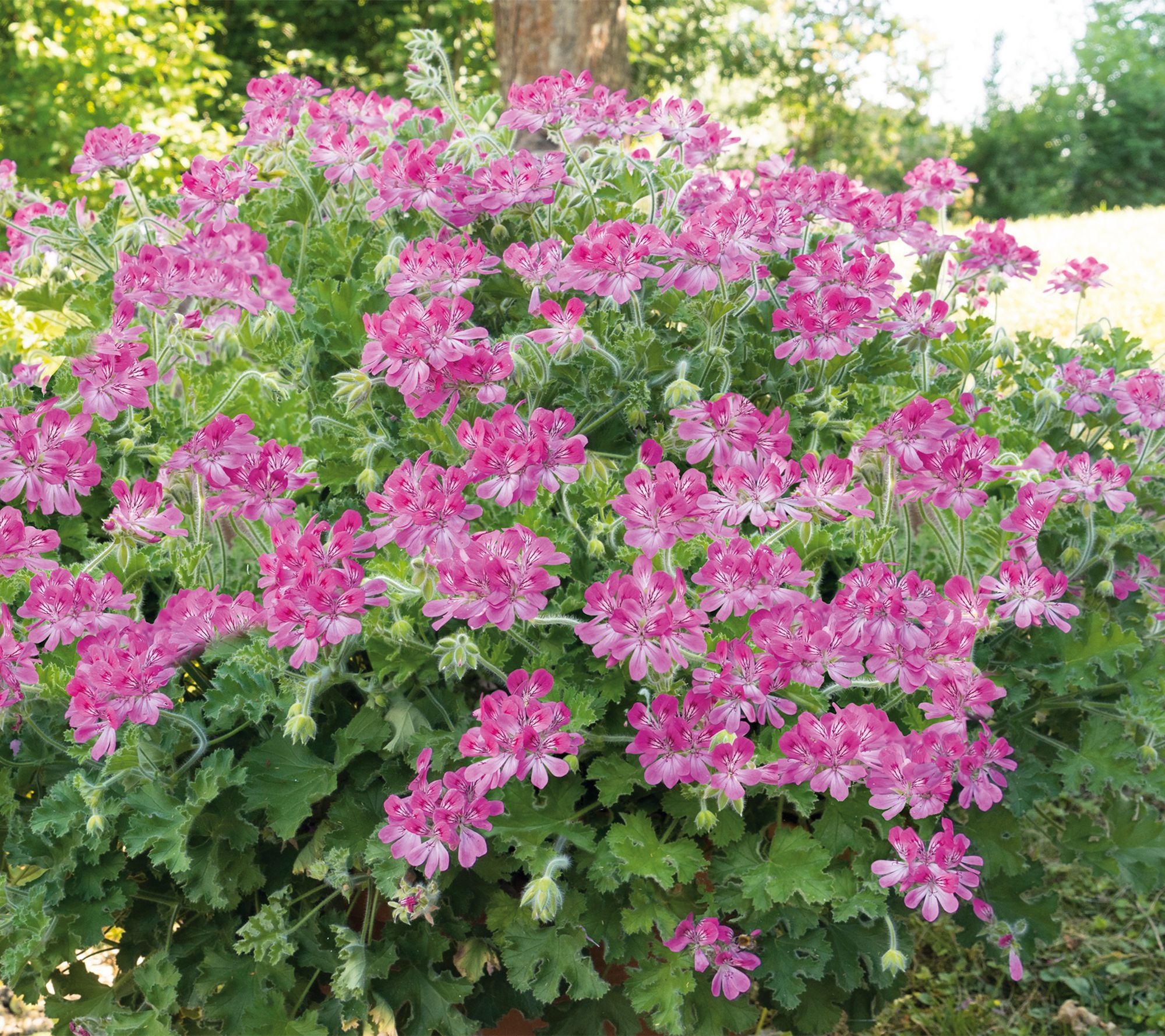 Roberta's 6pc Mosquitaway Eva Citronella Geranium Live Plant