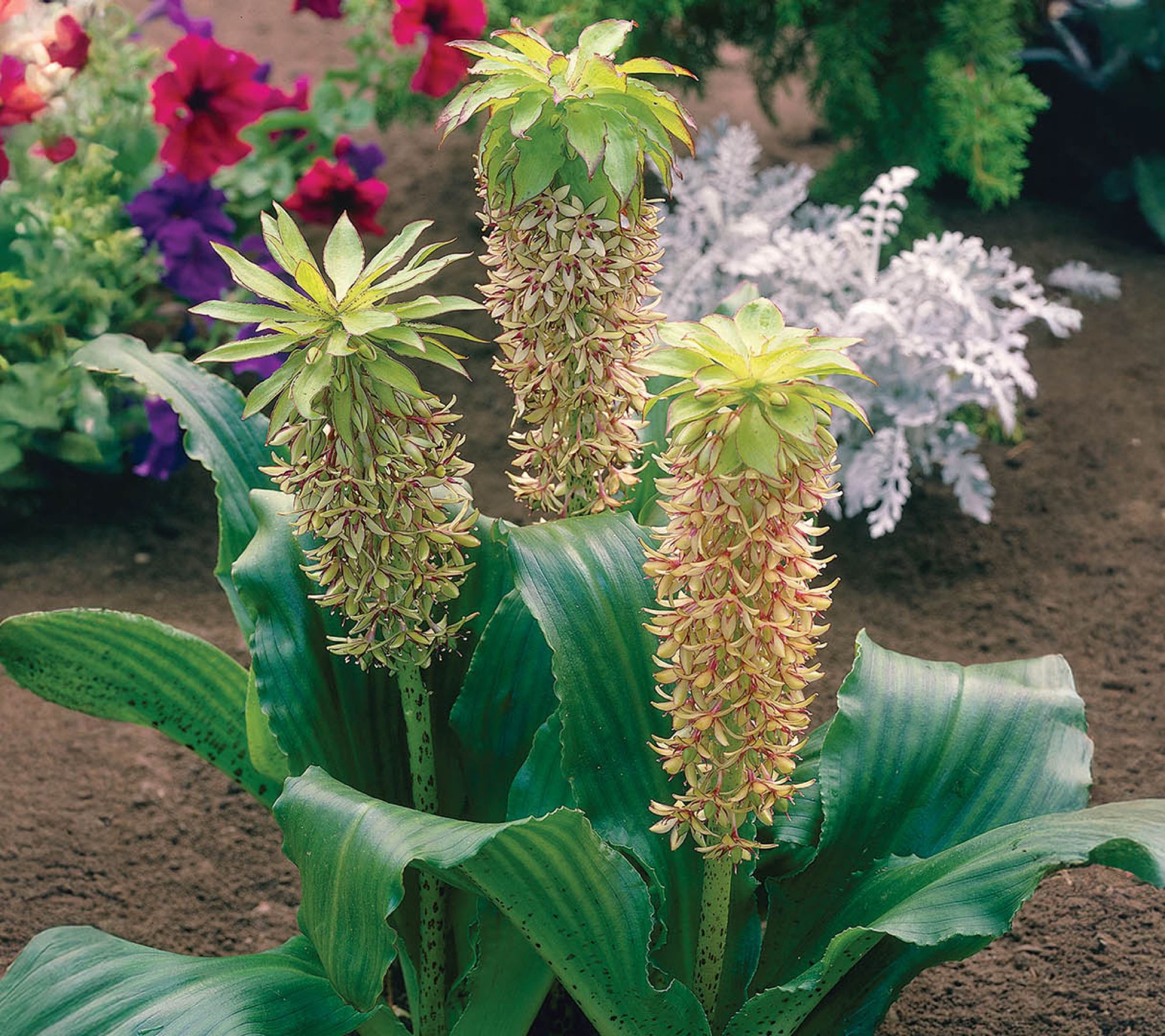 Ships 3/30/26 De Jager 3-Piece Eucomis Bicolor Live Bulbs