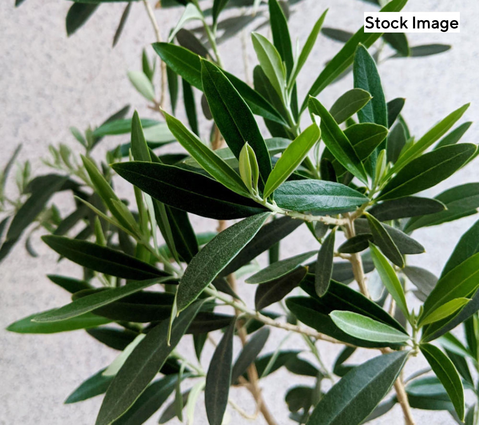 Cottage Farms 1-Piece Elegant Indoor Olive Live Plant