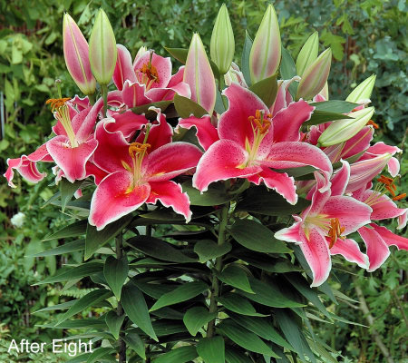 Cottage Farms 9 piece Dwarf Fragrant Oriental Lily Collection - Page 1 ...