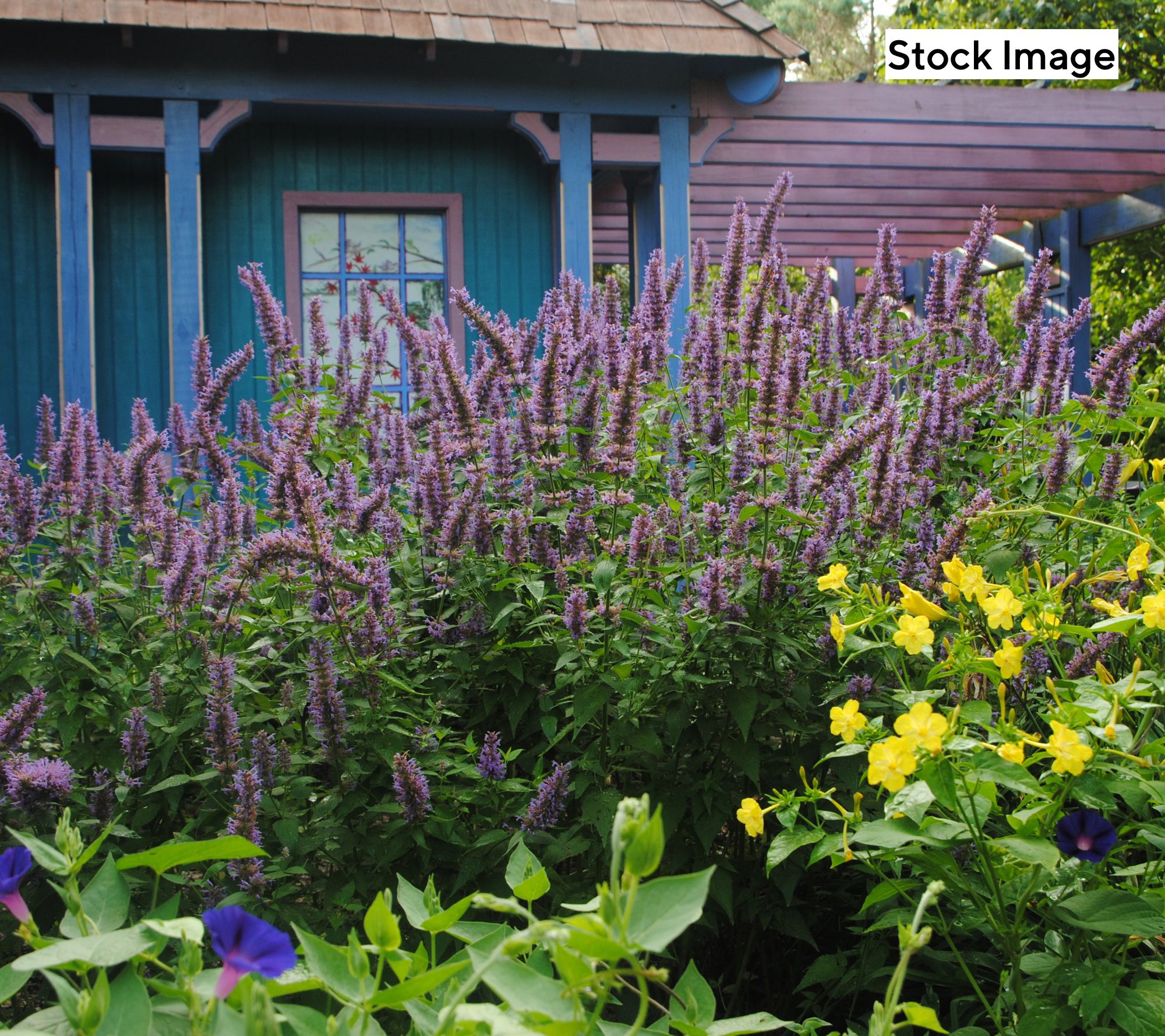 Ultimate Innovations 3pc Agastache Hummingbird Mint Live Plant