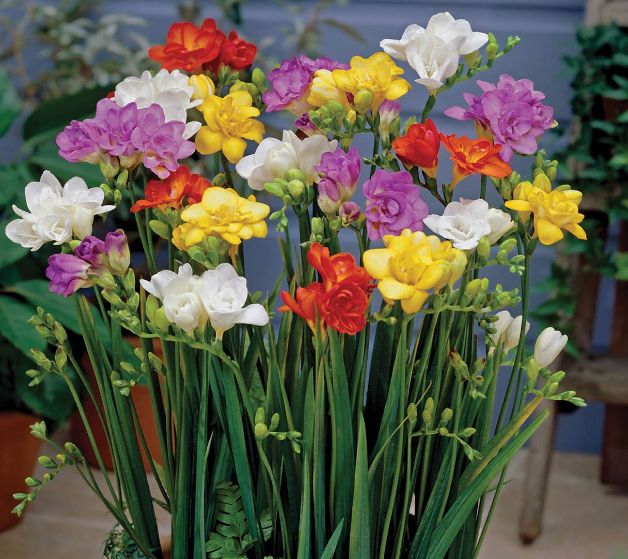 Ships 3/30/26 De Jager 30pc Delightful Double Freesias Live Bulbs