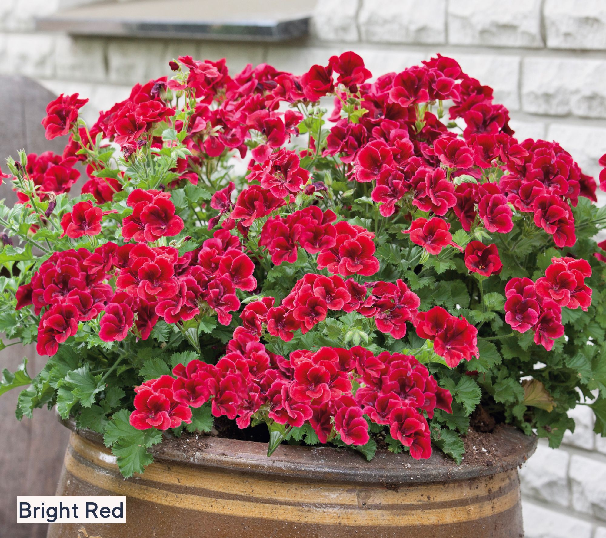 Roberta's 3-Piece Candy Flowers Series Geranium Live Plants