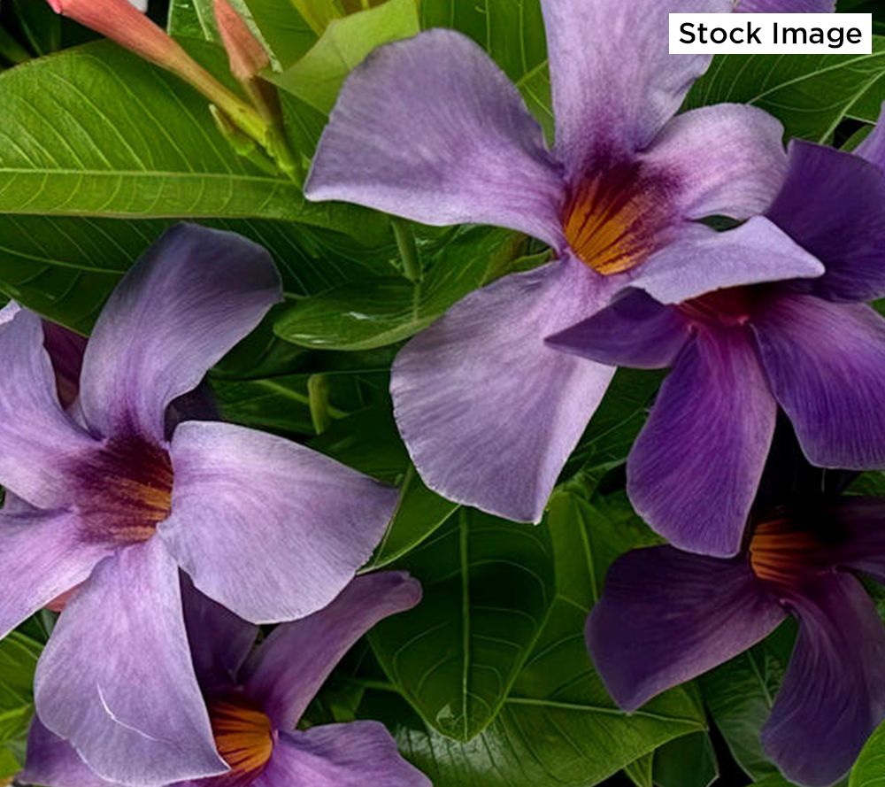 Cottage Farms 2-Piece Jazzy Summer Trumpets Live Plants