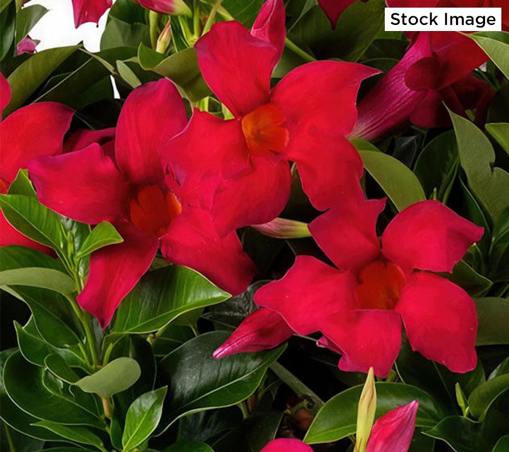 Cottage Farms 2-Piece Jazzy Summer Trumpets Live Plants