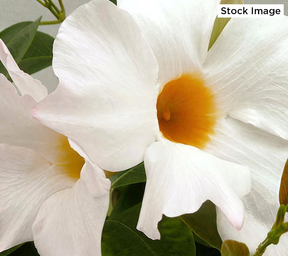 Cottage Farms 2-Piece Jazzy Summer Trumpets Live Plants