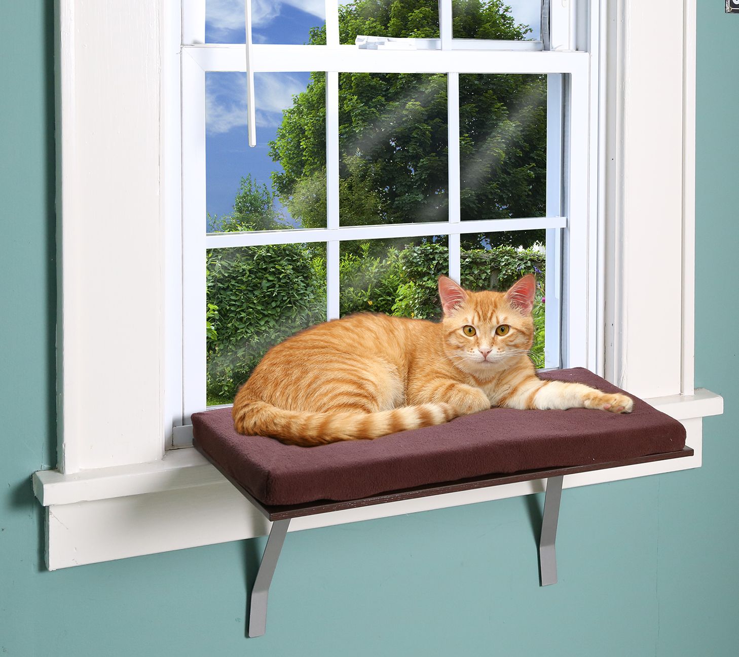 Pet Store Cat Window Perch 