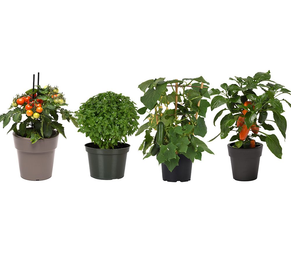 Girl Next Door 4-Piece Kitchen Minis Veggies Live Plants Auto-Delivery