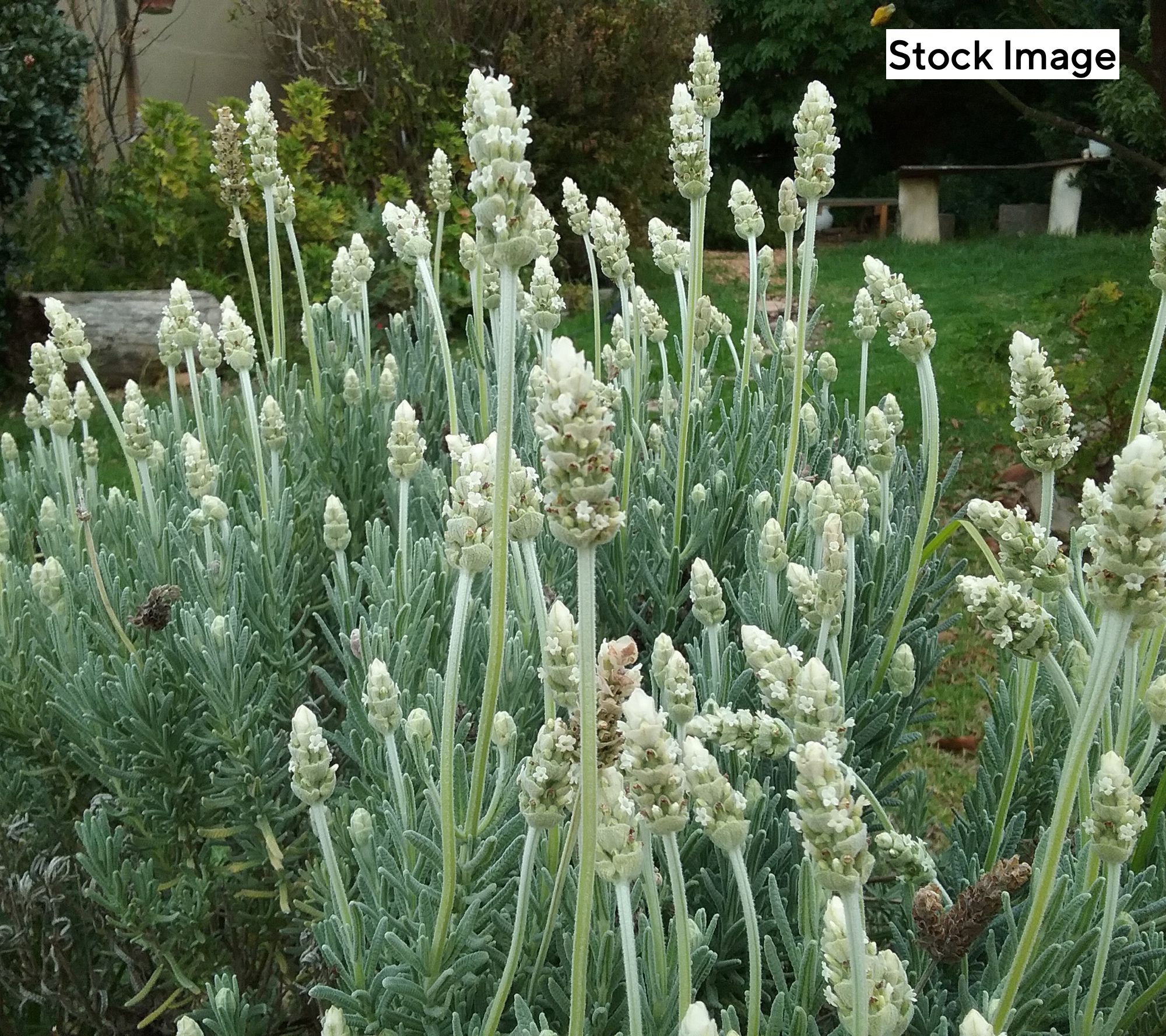 Ultimate Innovations 2pc Pink Frost & Exceptional White Lavender