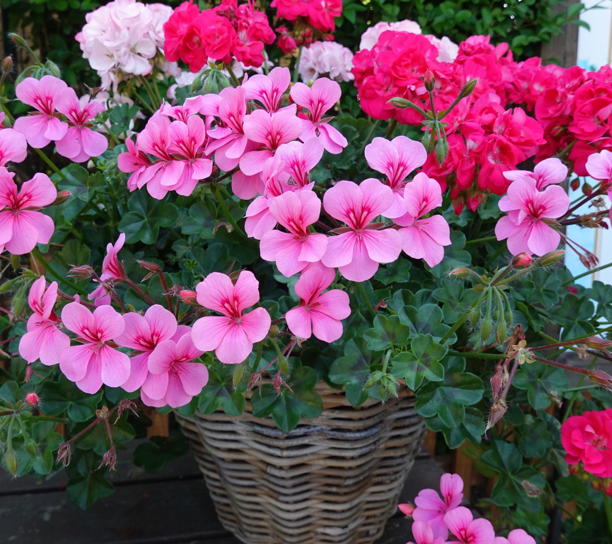 Roberta's 3-Piece Santana Series Geraniums Live Plants