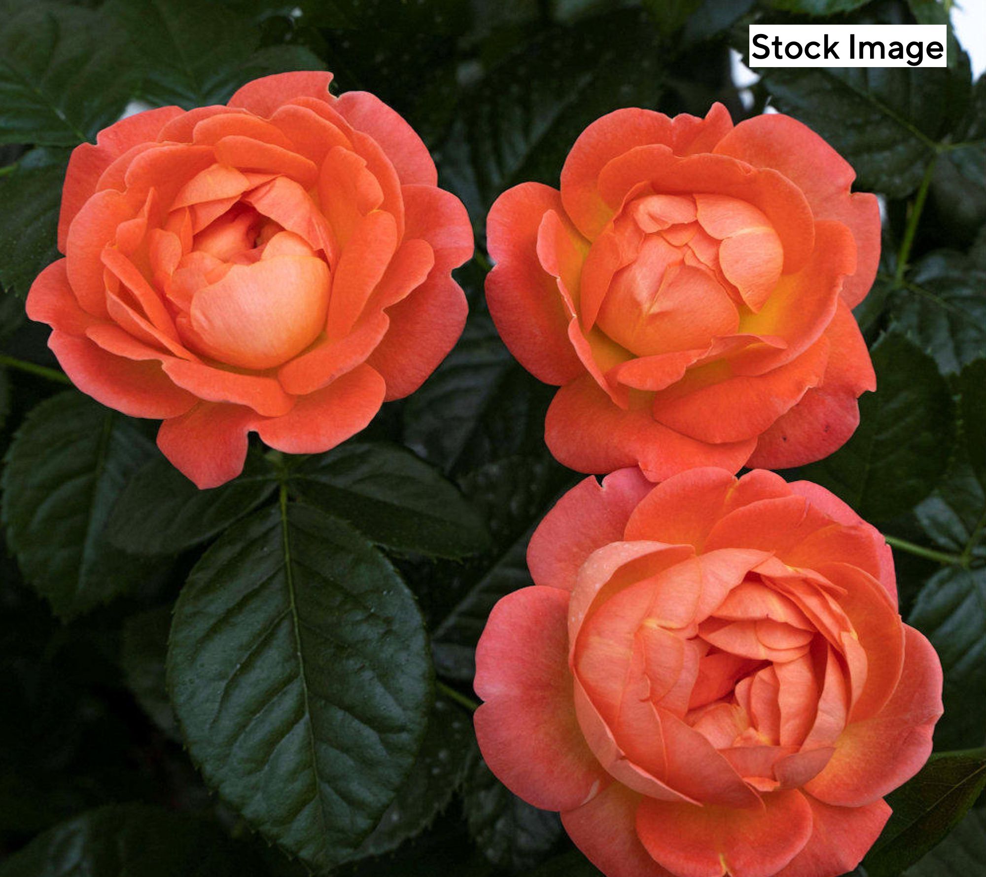 Cottage Farms 1-Piece Everblooming Knock Out Rose Live Plant