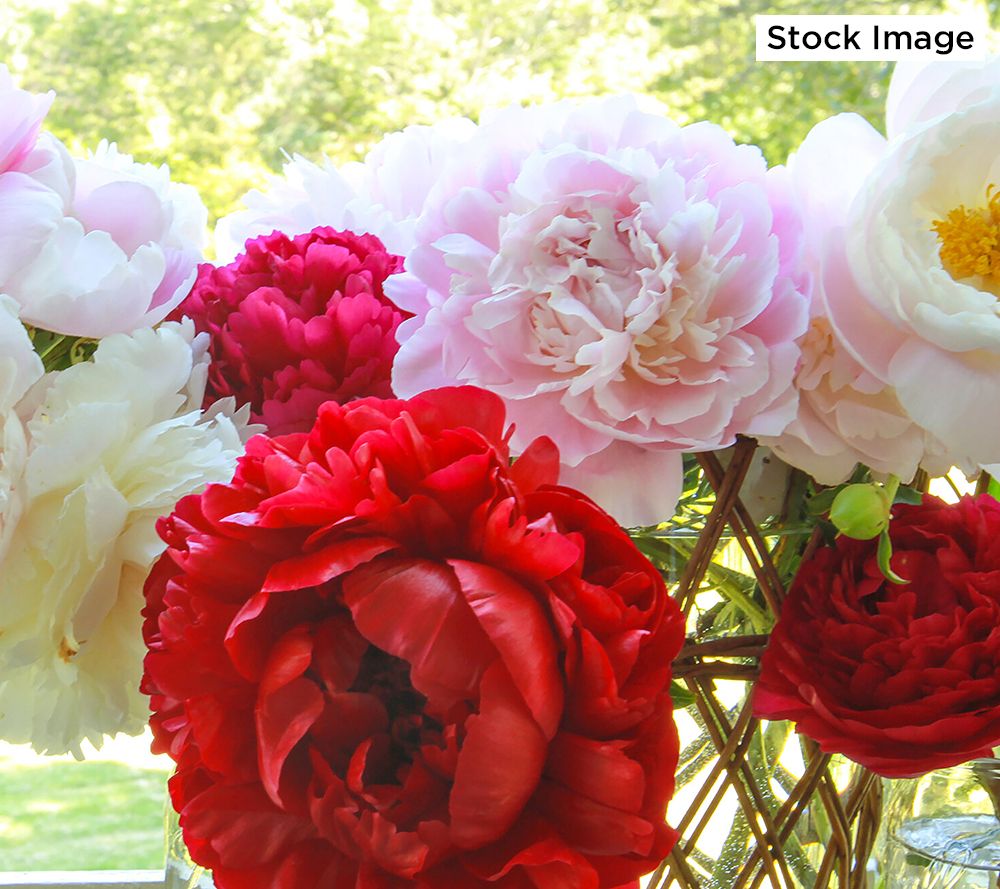 Ultimate Innovations 1piece Peony Paradise Bare Root Plant