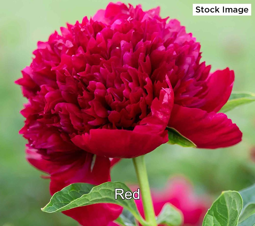 Ultimate Innovations 1piece Peony Paradise Bare Root Plant