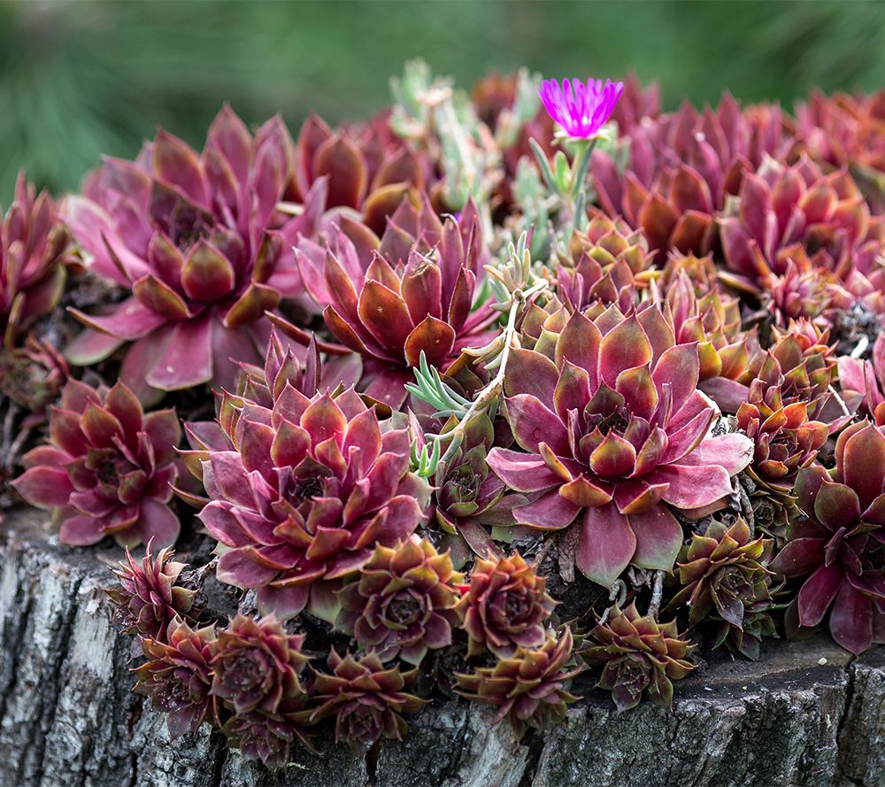 Roberta's 6-Piece Hardy Hens & Chicks Live Plants