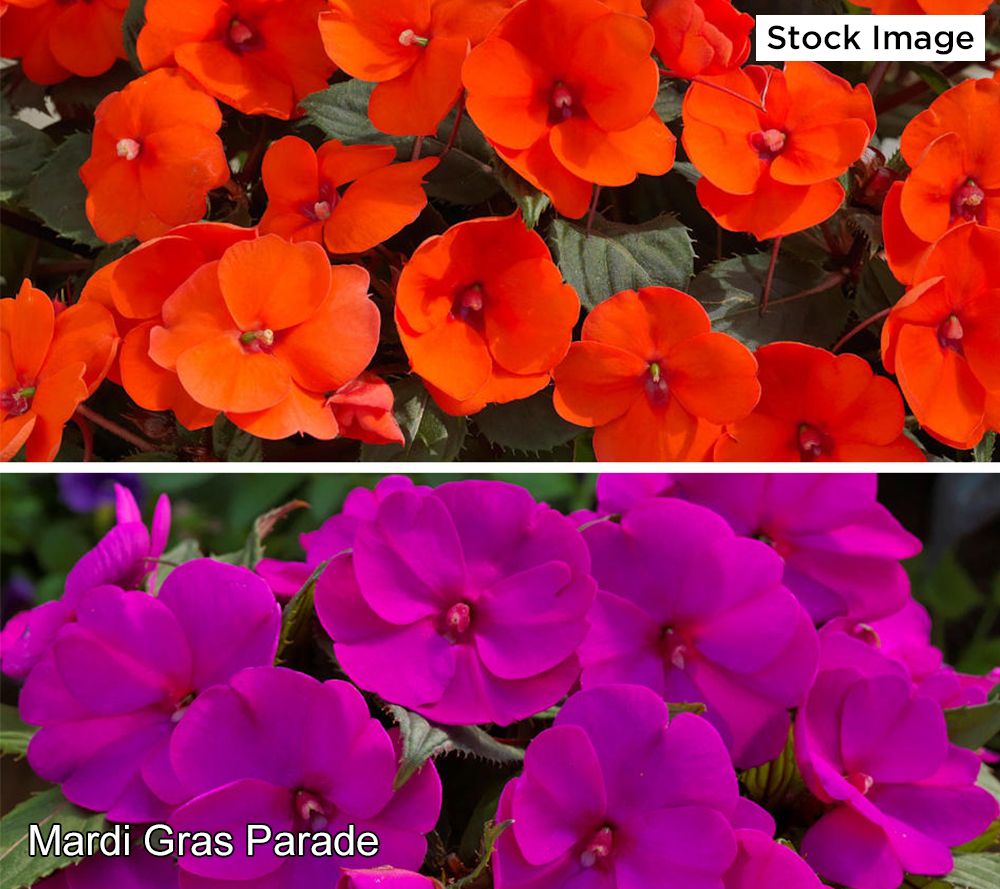Cottage Farms 4-Piece Mardi Gras Parade SunPatiens Live Plants