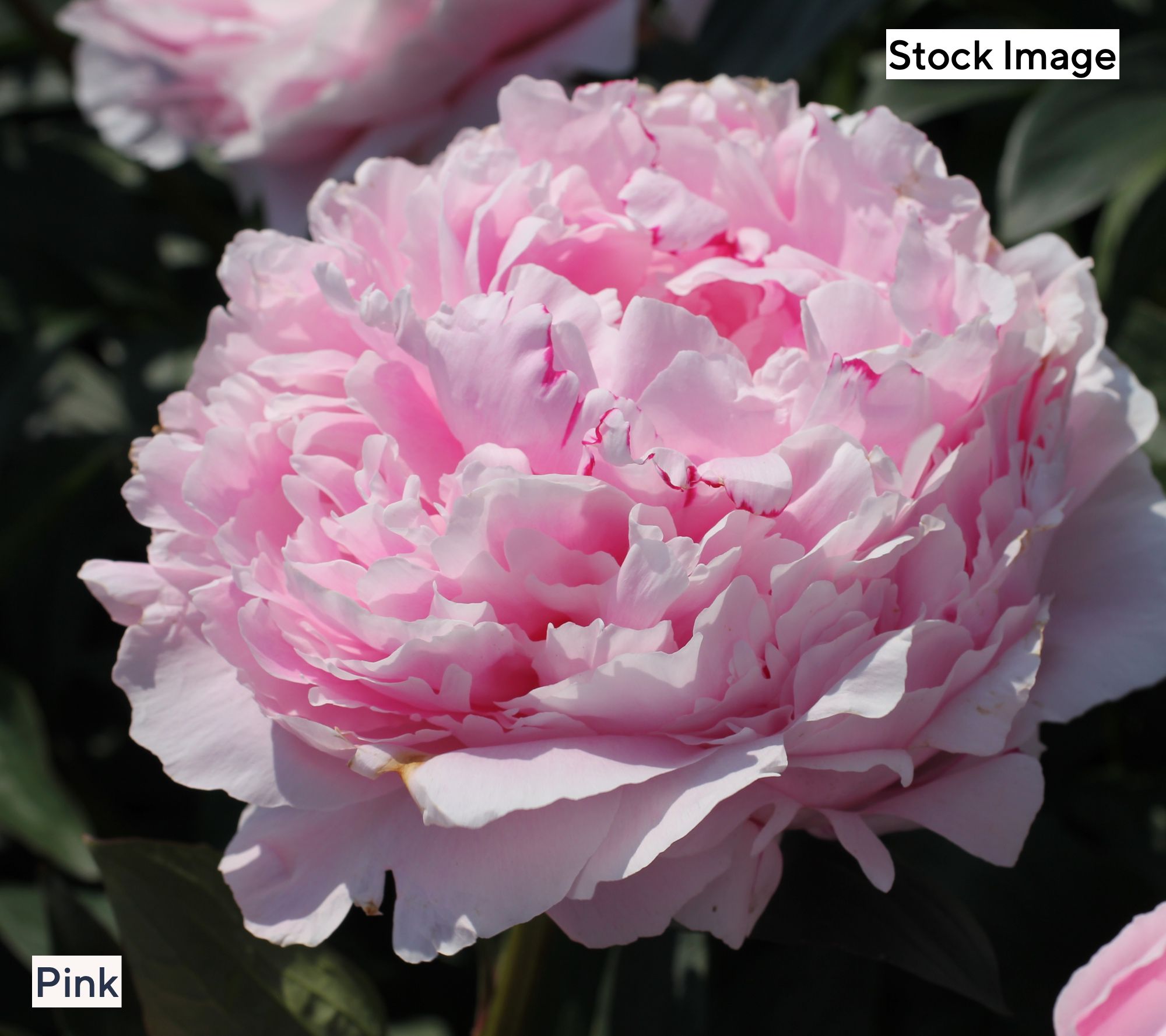Ultimate Innovations Choice of Color Peony Bareroot Plants