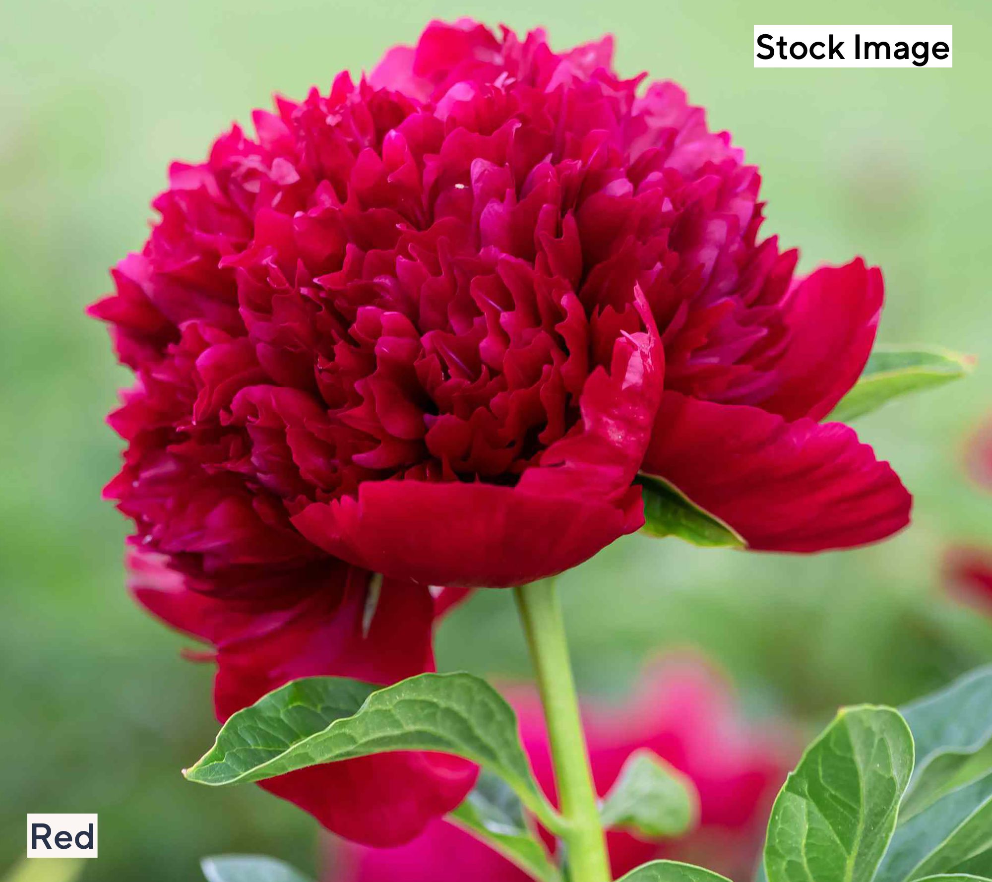 Ultimate Innovations Choice of Color Peony Bareroot Plants