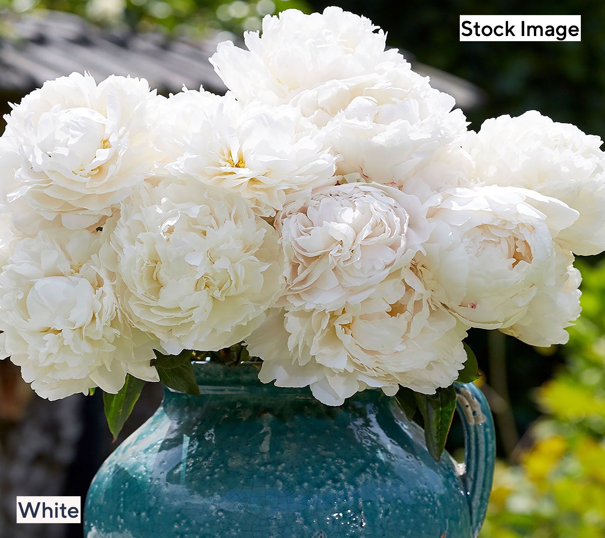 Ultimate Innovations Choice of Color Peony Bareroot Plants