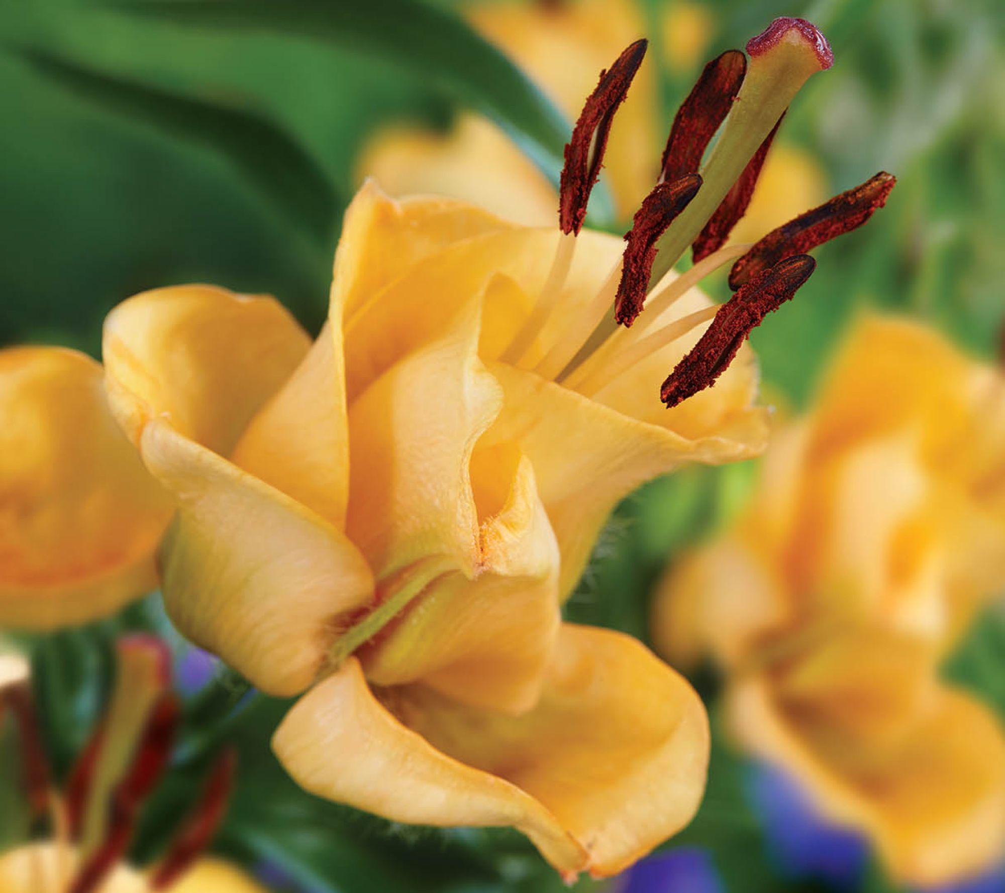 Ships 3/30/26 De Jager 5pc Apricot Fudge Lillies Live Bulbs