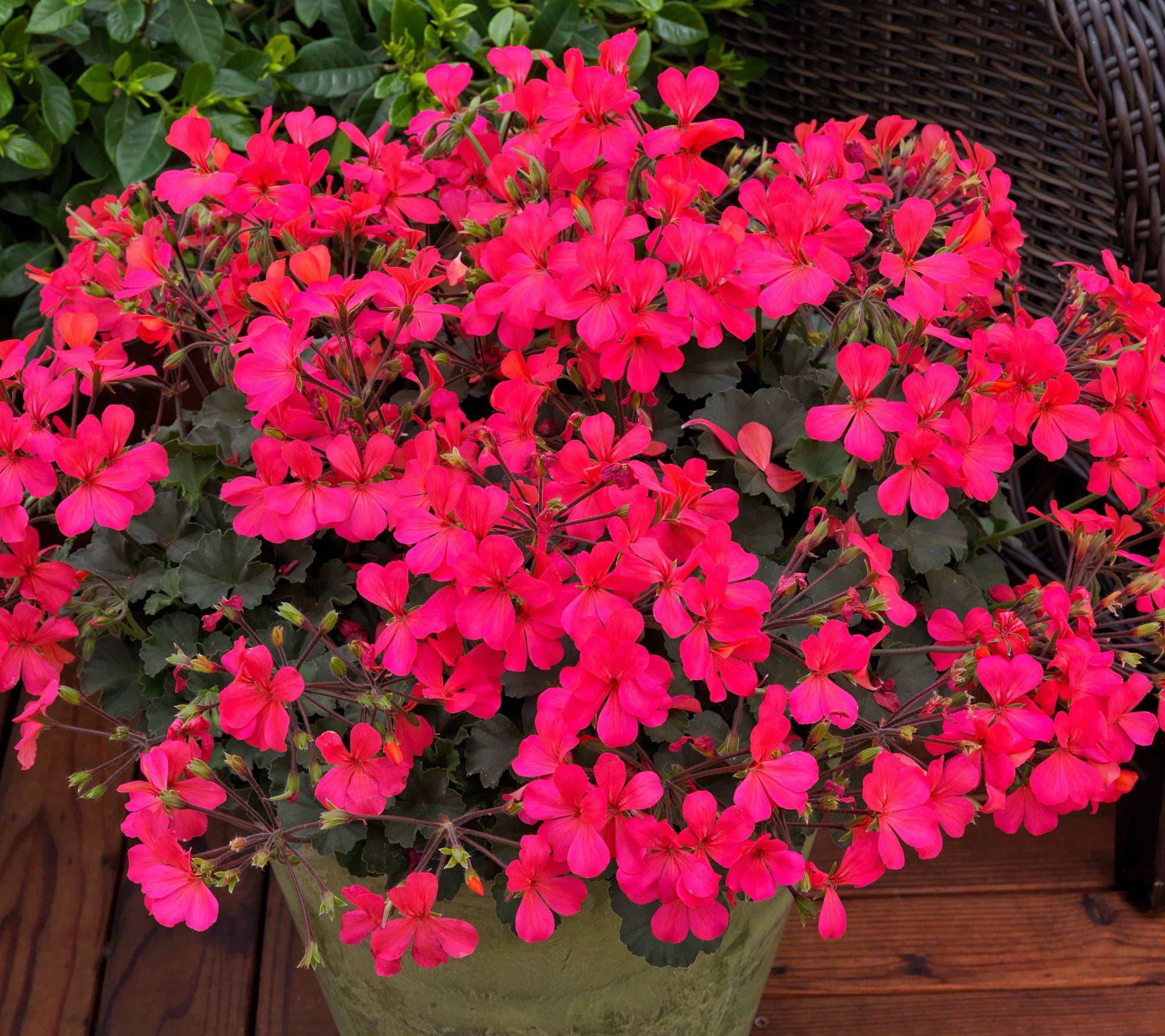 Roberta's 3pc Caliente Coral Salmon Cascade Geranium Plants