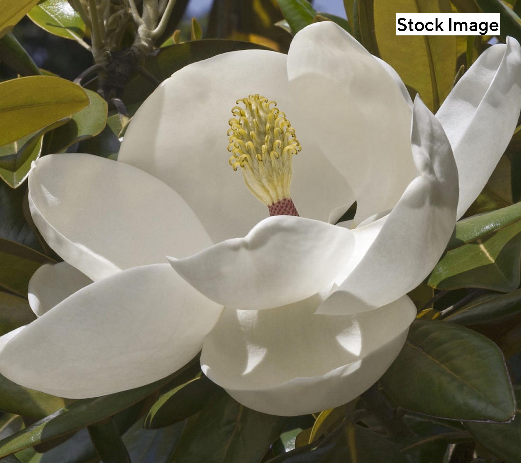  Cottage Farms 1-Piece Moonglow Magnolia Live Plant - M139806