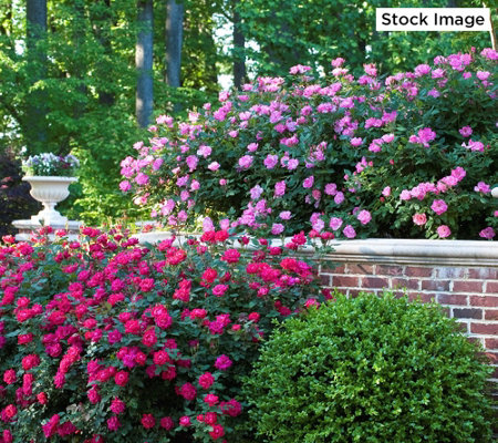 Cottage Farms Knock Out Double Blooming Rose Plant Qvc Com
