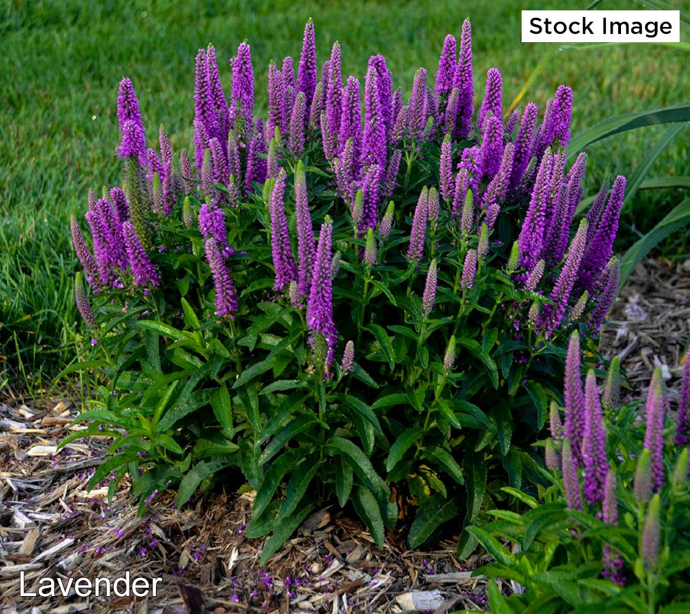 Ultimate Innovations 3PC Exceptional Lavender Live Plants