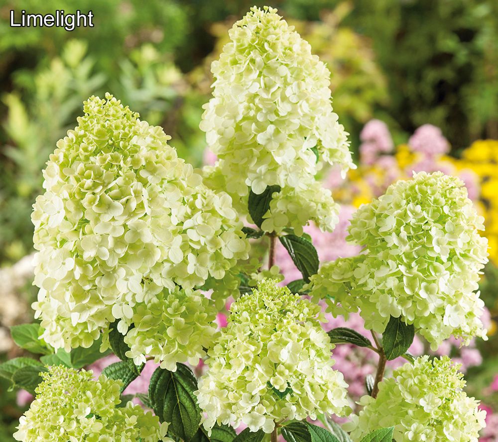 Phillip Watson Designs Classic Hydrangea Tree Live Plant