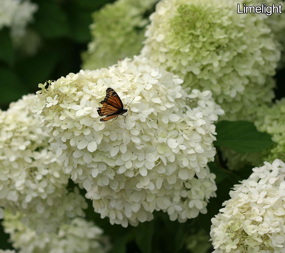 Phillip Watson Designs Classic Hydrangea Tree Live Plant