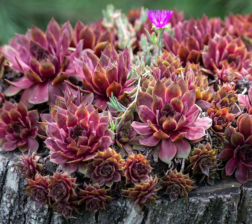 Ships 5/5/25 Roberta's 6Pc Hardy Hens & Chicks Live Plants