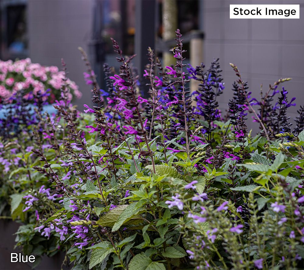 Ultimate Innovations 2Pc Hummingbird Mint Salvia Live Plants