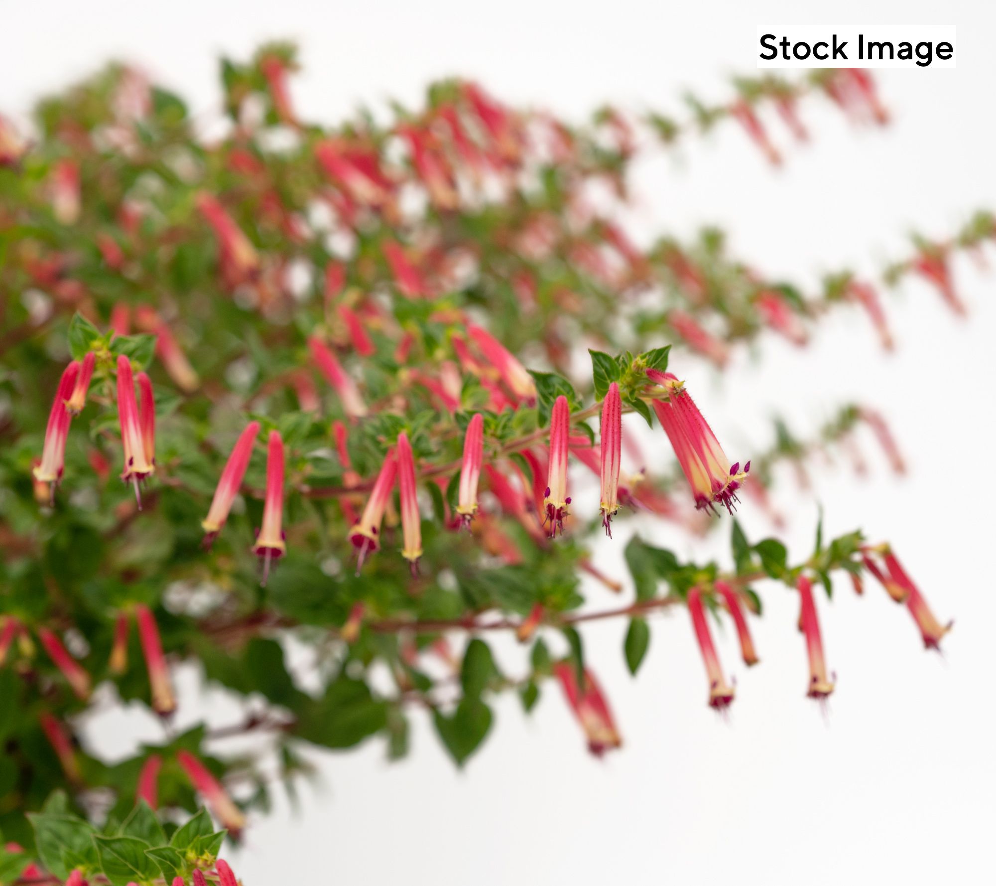 Ultimate Innovations_3pc Hummingbird Magnet Cuphea Live Plants