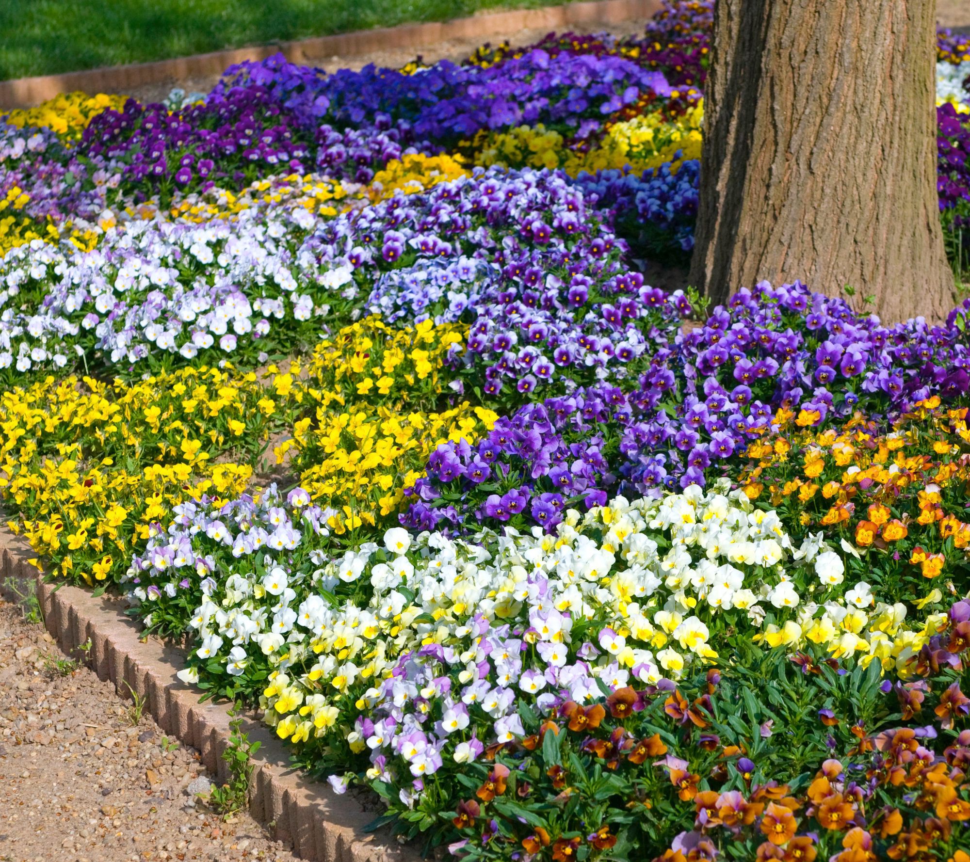 Roberta's 3-Piece Penny Series Viola Live Plants