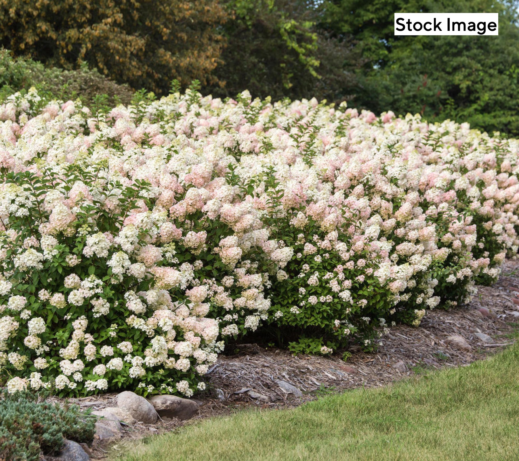 Cottage Farms 1-Piece Color Changing Hydrangea Live Plant