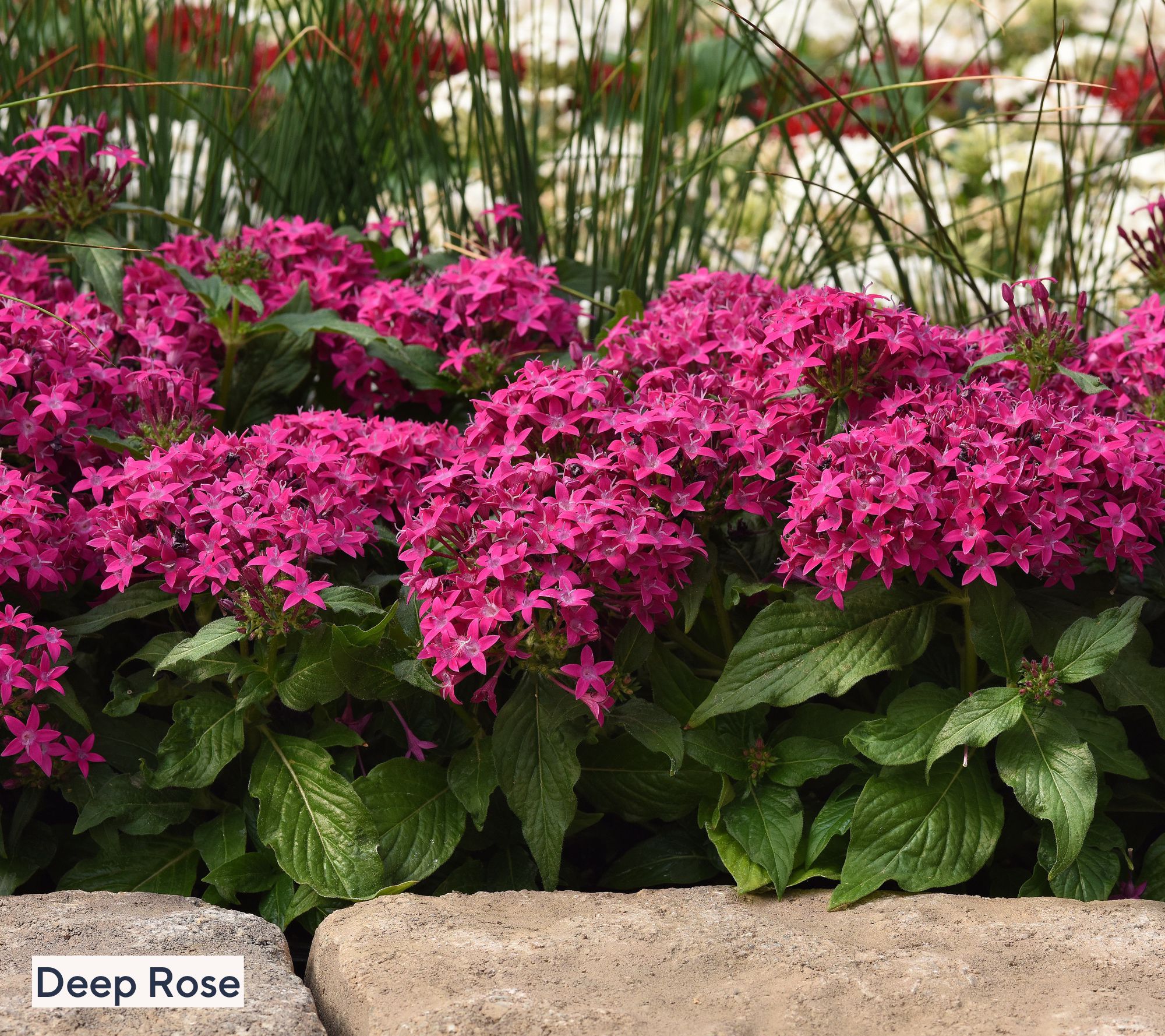 Girl Next Door 3-Piece Kaleidoscope Pentas Live Plants