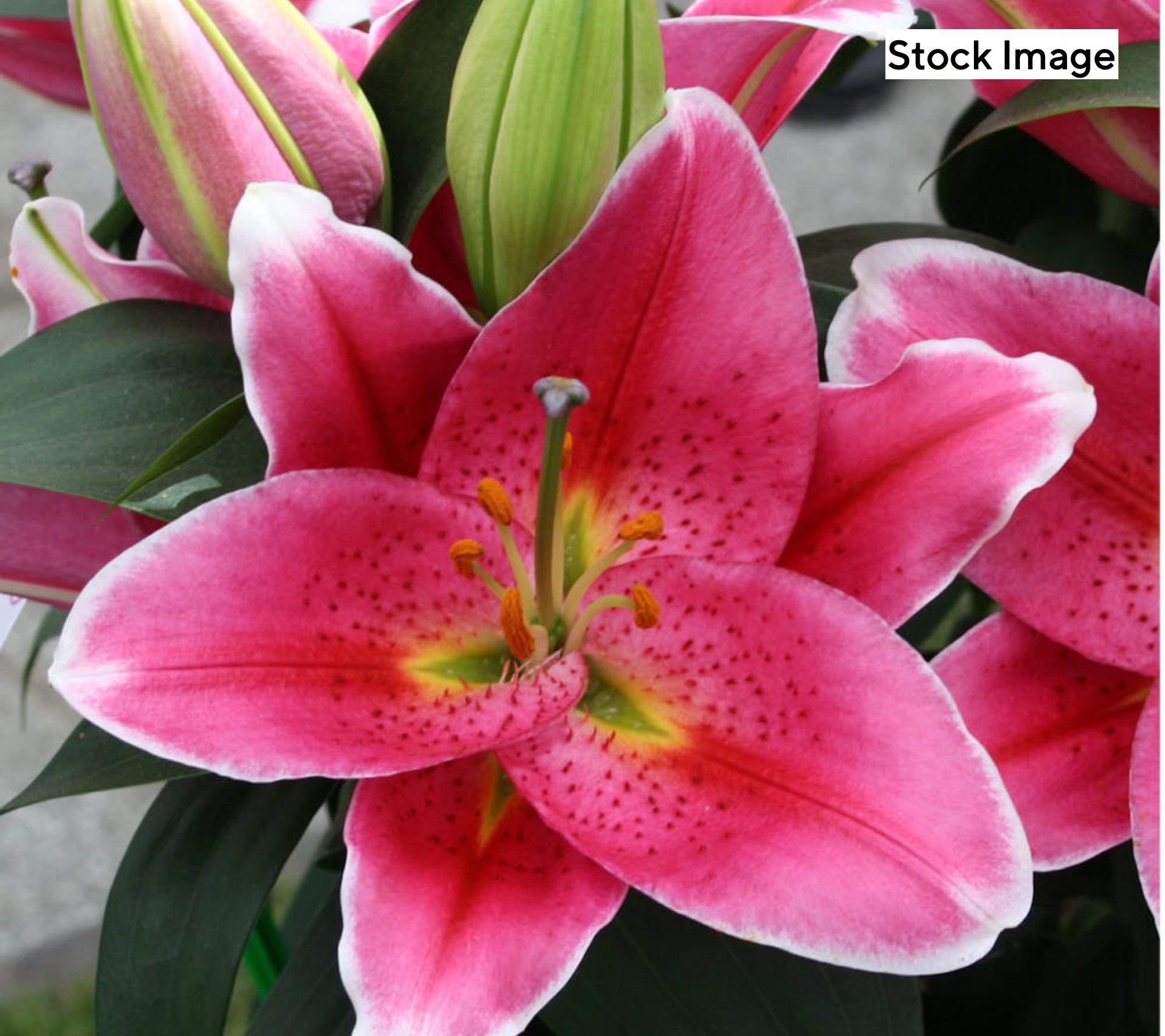 Cottage Farms 10pc Special Reserve Fragrant Lilies Bulbs